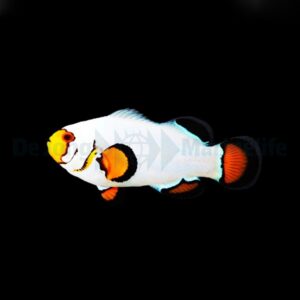 Amphiprion ocellaris (Wyoming White) - DJM Bred