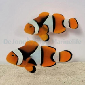 Amphiprion percula (Black) L