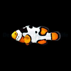 Amphiprion percula (Premium Picasso) - DJM Bred