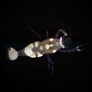 Ancylocaris brevicarpalis