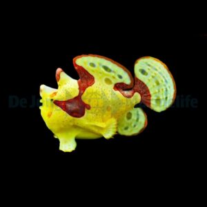 Antennarius maculatus (Original) L