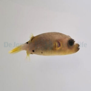 Arothron nigropunctatus M