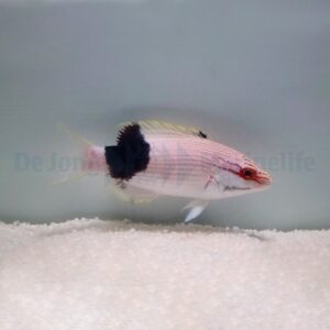 Bodianus bilunulatus M