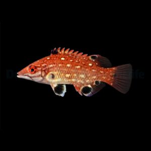 Bodianus diana L