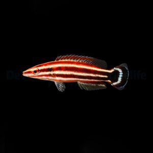 Bodianus sepiacaudus M