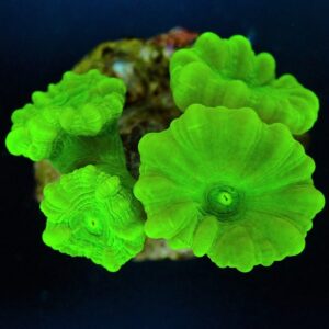 Caulastraea curvata (Green) (Ultra) L