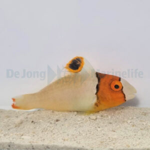 Cetoscarus bicolor M