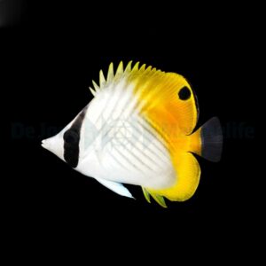 Chaetodon auriga XL