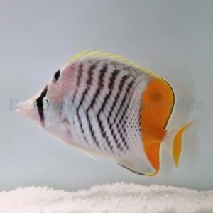 Chaetodon madagaskariensis M