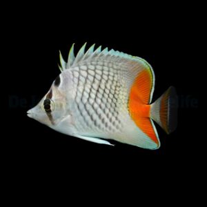 Chaetodon xanthurus M