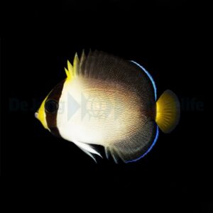 Chaetodontoplus mesoleucus S