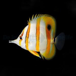 Chelmon rostratus L