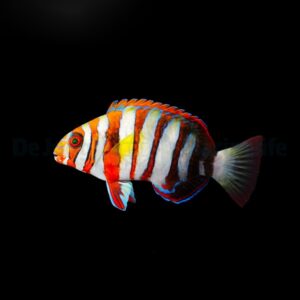 Choerodon fasciatus M