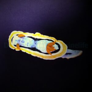 Chromodoris annae
