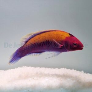 Cirrhilabrus aurantidorsalis