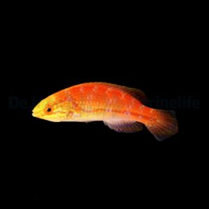 Cirrhilabrus isosceles (female)