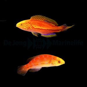 Cirrhilabrus isosceles (Pair)