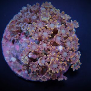 Clavularia spp. (Orange) (Striped) M