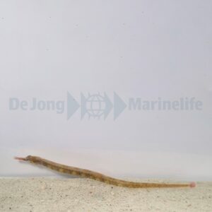 Corythoichthys intestinalis