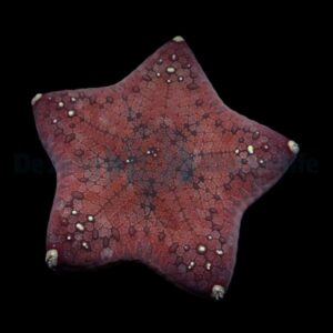 Culcita novaeguineae M