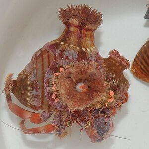 Dardanus pedunculatus