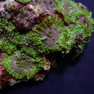 Discosoma marmoratus M