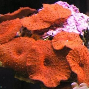 Discosoma spp. (Red) (Grade A) M