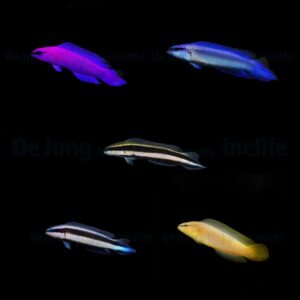 DJM bred fish package 19 (Pseudochromis)