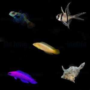 DJM bred fish package 20 (Mix)