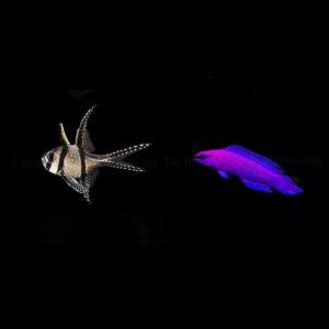 DJM bred fish package 21 (Mix)