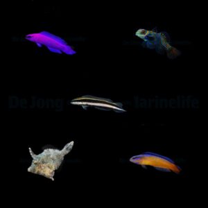 DJM bred fish package 5 (Mix)