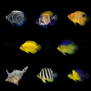 DJM bred fish package 7 (Mix)