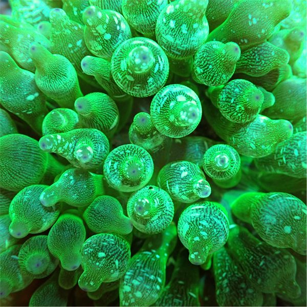 Entacmaea quadricolor (Green) L