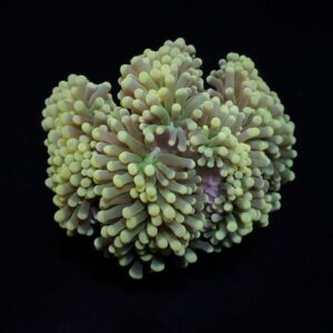 Euphyllia cristata (Premium) S