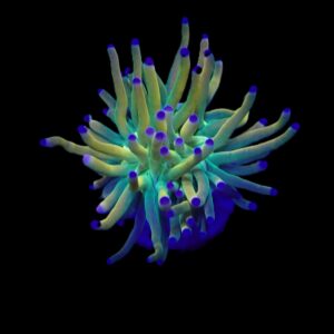 Euphyllia glabrescens (Rapunzel) (1 hd.)