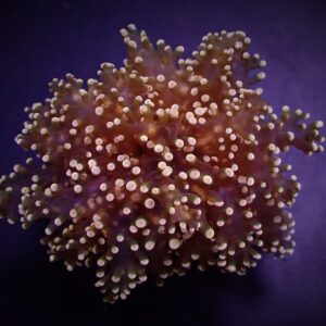 Euphyllia yaeyamaensis (Orange-Pink) S