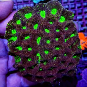 Goniastrea spp. (Premium) L