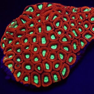 Favites spp. (Premium) L