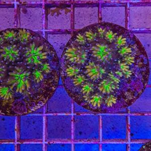 Galaxea spp. (Orange-Rainbow) (frag)
