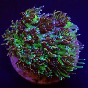 Galaxea spp. (Orange-Rainbow) S