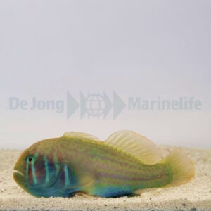 Gobiodon histrio