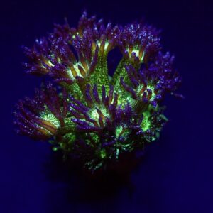 Goniopora spp. (Blue-Green Glitter) (frag)