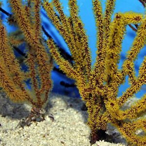 Gorgonia spp. (Colored) XL