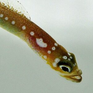 Gorgasia maculata