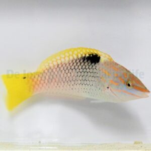 Halichoeres hortulanus M