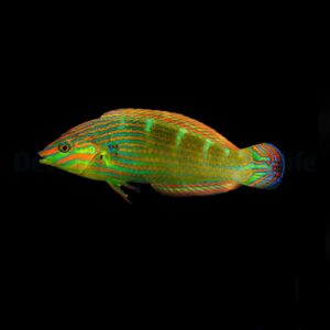 Halichoeres melanurus M