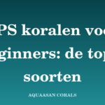 LPS koralen beginners - Aquaasan Corals