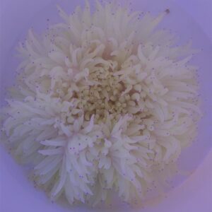 Heteractis crispa (White) XXL