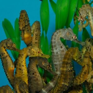 Hippocampus abdominalis (pair) – T.B. (Temperate water)
