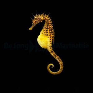 Hippocampus abdominalis - DJM Bred M